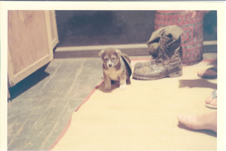 Lai_Khe_1969-70_-_Hooch_puppy_fs